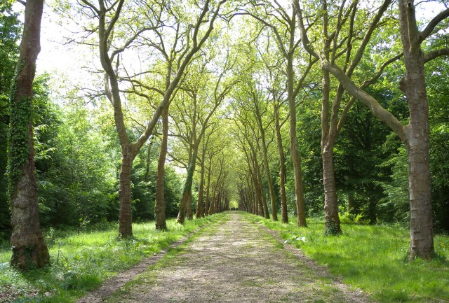 forêt de ferrières - diagnostic paysage, écologie et fréquentation